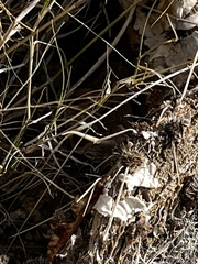 Aspidoscelis tesselatus