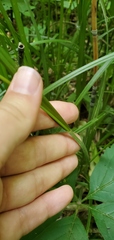 Carex davisii