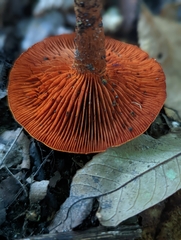 Cortinarius semisanguineus