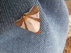 Eulepidotis rectimargo