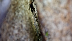 Phyllodactylus homolepidurus