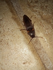 Heteroderes amplicollis