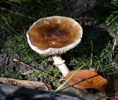 Cyclocybe erebia
