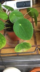 Pilea peperomioides