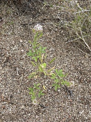 Polanisia dodecandra