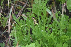 Luzula parviflora