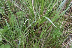 Carex aquatilis