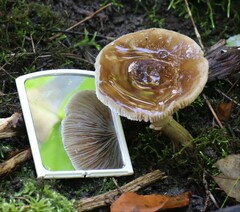 Cyclocybe erebia