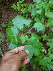 Ribes glandulosum
