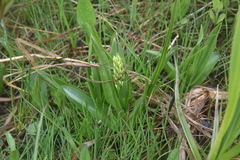 Platanthera dilatata