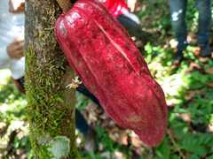 Theobroma cacao