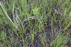 Eleocharis quinqueflora