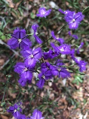 Thysanotus tuberosus