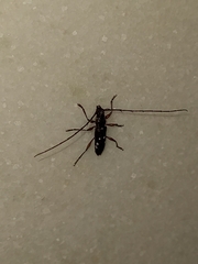 Ambonus interrogationis