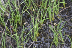 Eleocharis quinqueflora