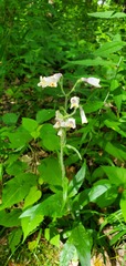 Penstemon hirsutus