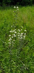 Baptisia alba