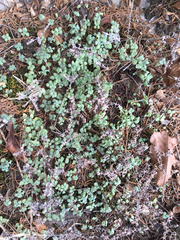 Sedum ternatum