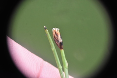 Eleocharis quinqueflora