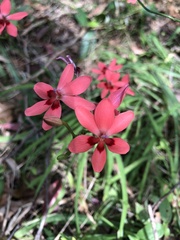 Freesia laxa