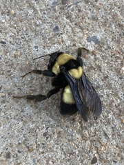 Bombus fraternus