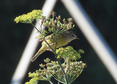 Leiothlypis celata orestera