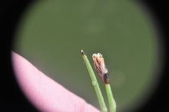 Eleocharis quinqueflora