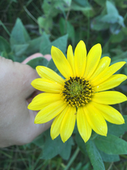 Helianthus mollis