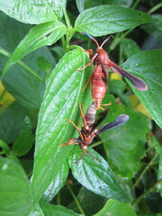 Vitacea polistiformis