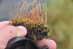 Eleocharis quinqueflora