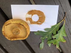 Gymnopilus subspectabilis