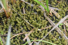 Paludella squarrosa