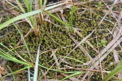 Paludella squarrosa