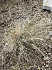Aristida purpurea