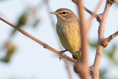 Setophaga palmarum palmarum