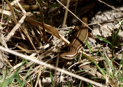 Aspronema dorsivittatum