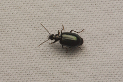 Lebia