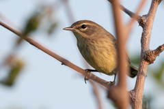 Setophaga palmarum palmarum