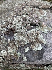 Xanthoparmelia cumberlandia