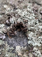 Xanthoparmelia cumberlandia