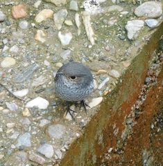 Phoenicurus fuliginosus