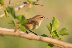 Setophaga palmarum palmarum