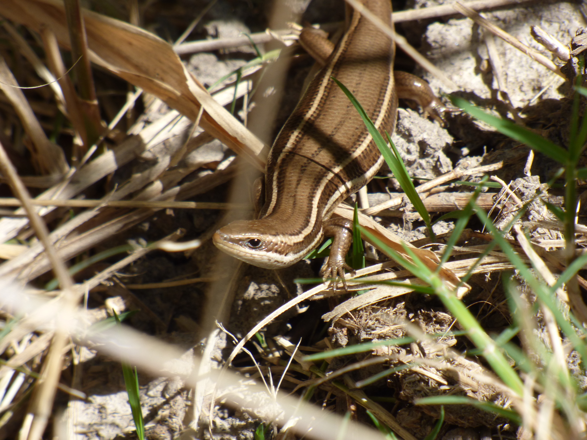 Aspronema dorsivittatum (Cope, 1862)