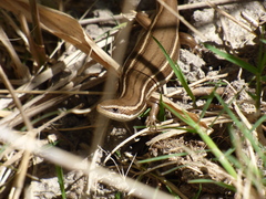 Aspronema dorsivittatum