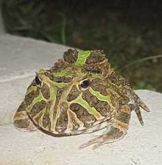 Ceratophrys calcarata