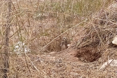 Athene cunicularia