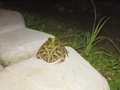 Ceratophrys calcarata