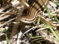 Aspronema dorsivittatum