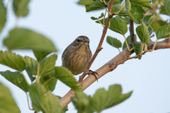 Setophaga palmarum palmarum