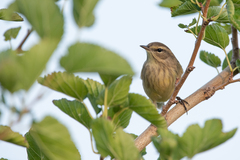 Setophaga palmarum palmarum